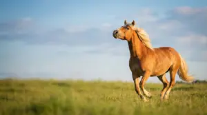 Ein Pferd mit heller Maehne galoppiert ueber eine weite Sommerwiese, im Hintergrund blauer Himmel mit einzelnen weissen Wolken.
