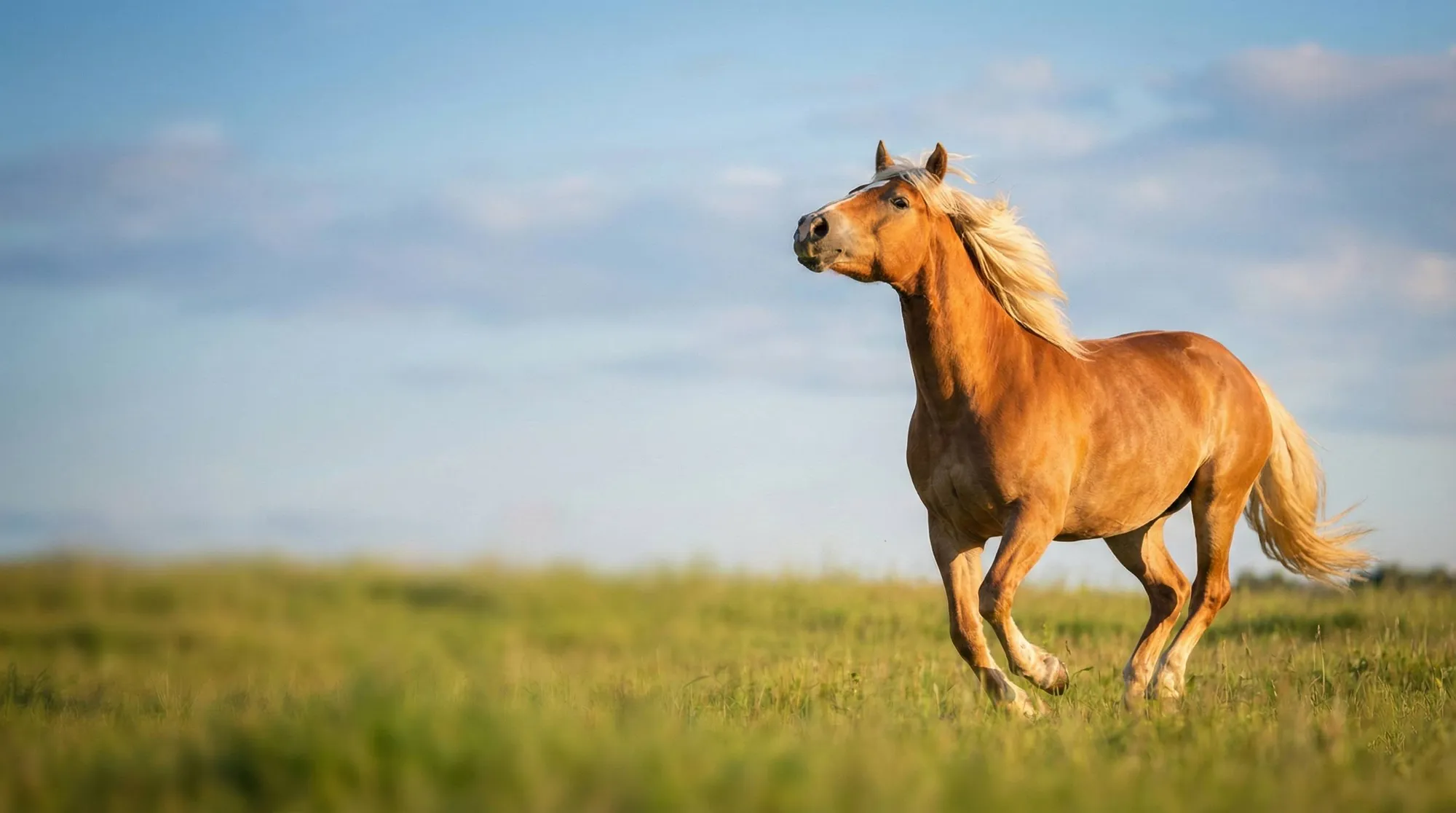 Ein Pferd mit heller Maehne galoppiert ueber eine weite Sommerwiese, im Hintergrund blauer Himmel mit einzelnen weissen Wolken.