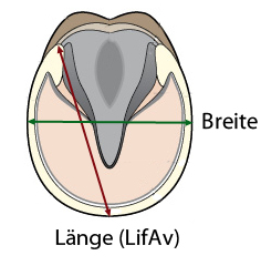 Schematische Zeichnung eines Pferdehufs von unten mit farbig eingezeichneter Laengs- und Querachse zur Bestimmung der Hufschutzgroesse.