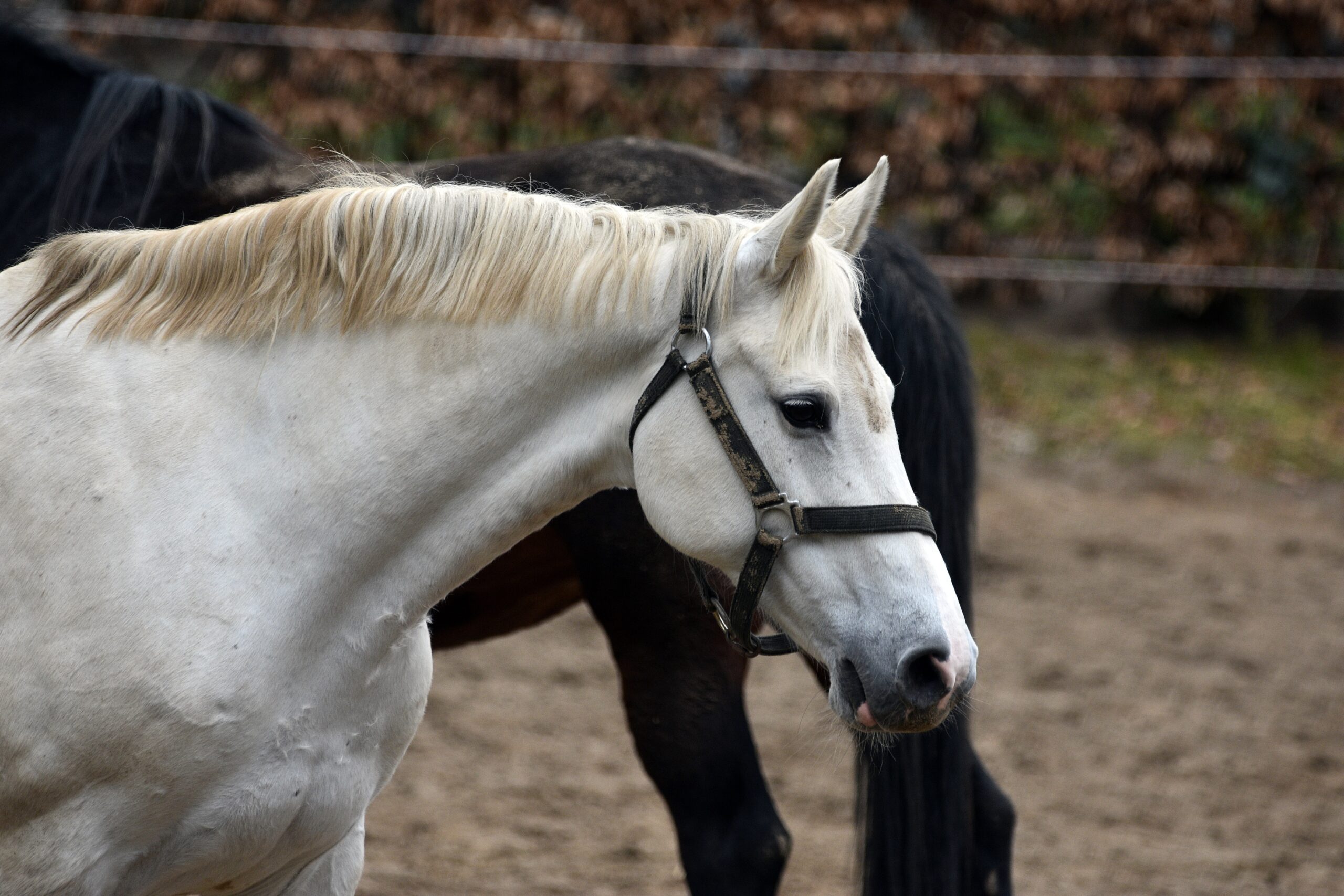 Ein Schimmel mit Halfter steht auf einem sandigen Reitplatz, dahinter ein dunkles Pferd, im Hintergrund eine begruente Mauer.