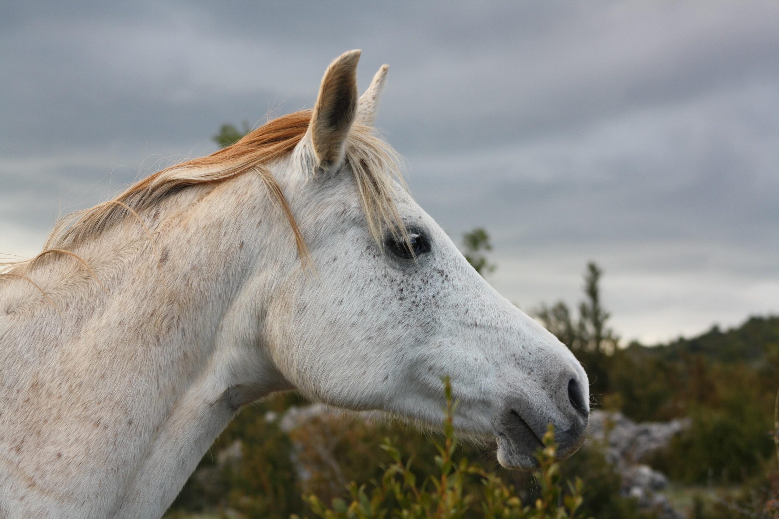 Kopf eines Schimmels im Profil vor bewoelktem Himmel und bewaldeten Huegeln, die helle Maehne faellt ueber den kraeftigen Hals.