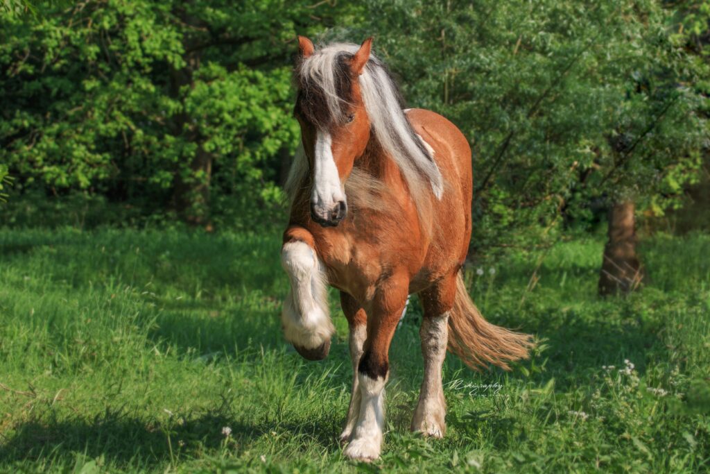 Pferd läuft auf Wiese – gesunde Bewegung mit optionalem Kunststoff Hufschutz