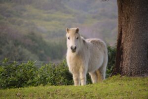 Ein weisses Pony steht auf einer taufeuchten Weide neben einem alten Baumstamm und blickt aufmerksam zur Kamera, dahinter Nebel.