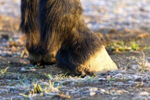 Zwei unbeschlagene Vorderhufe mit dichtem Koetenbehang stehen auf gefrorenem, raureifbedecktem Boden zwischen einzelnen Grashalmen.