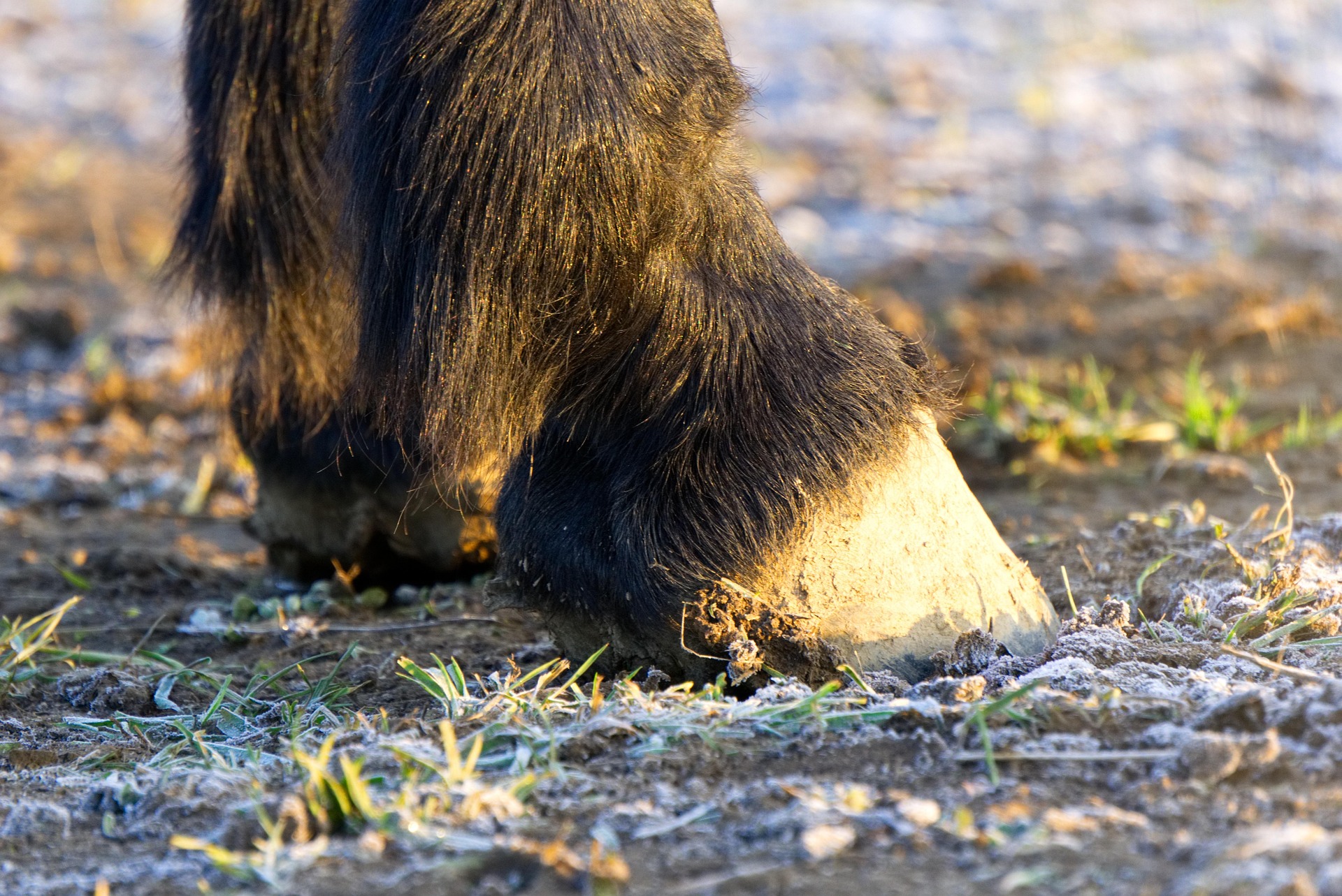 Zwei unbeschlagene Vorderhufe mit dichtem Koetenbehang stehen auf gefrorenem, raureifbedecktem Boden zwischen einzelnen Grashalmen.