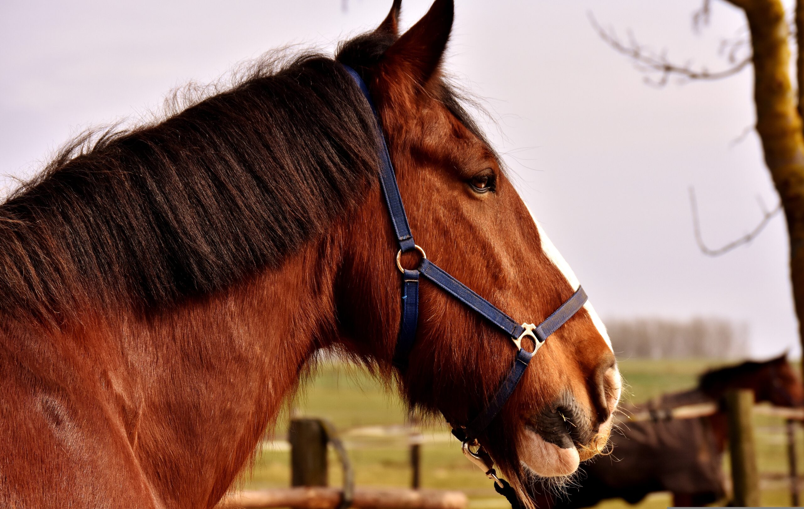 Ein braunes Pferd mit Halfter und dichter Maehne steht im Profil an einem Holzzaun, dahinter eine helle Wand und blauer Himmel.
