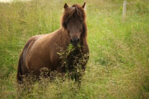 Ein braunes Pferd mit dichter Maehne steht in hohem Gras auf einer Koppel und frisst, im Hintergrund verlaeuft ein Weidezaun.