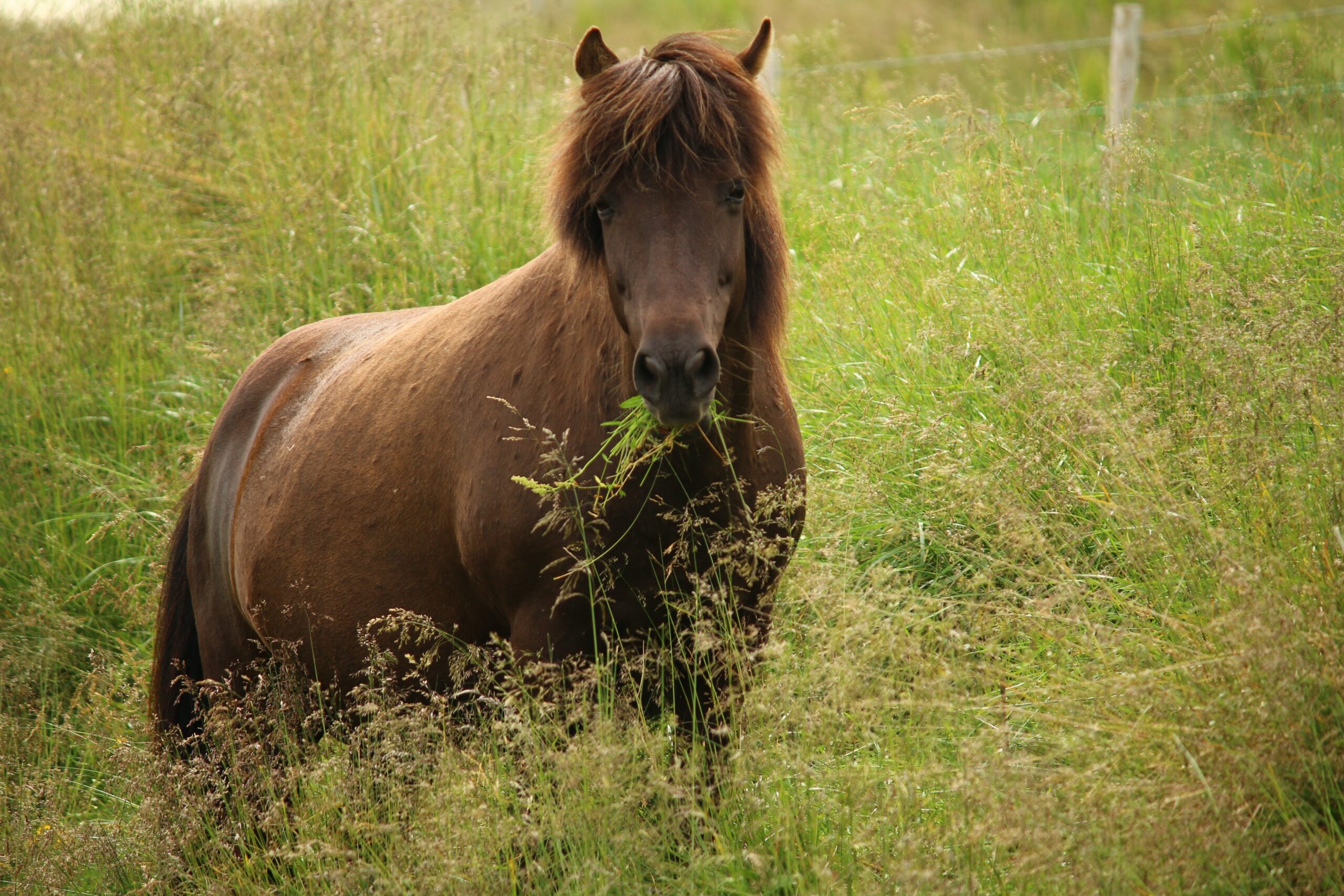 Ein braunes Pferd mit dichter Maehne steht in hohem Gras auf einer Koppel und frisst, im Hintergrund verlaeuft ein Weidezaun.